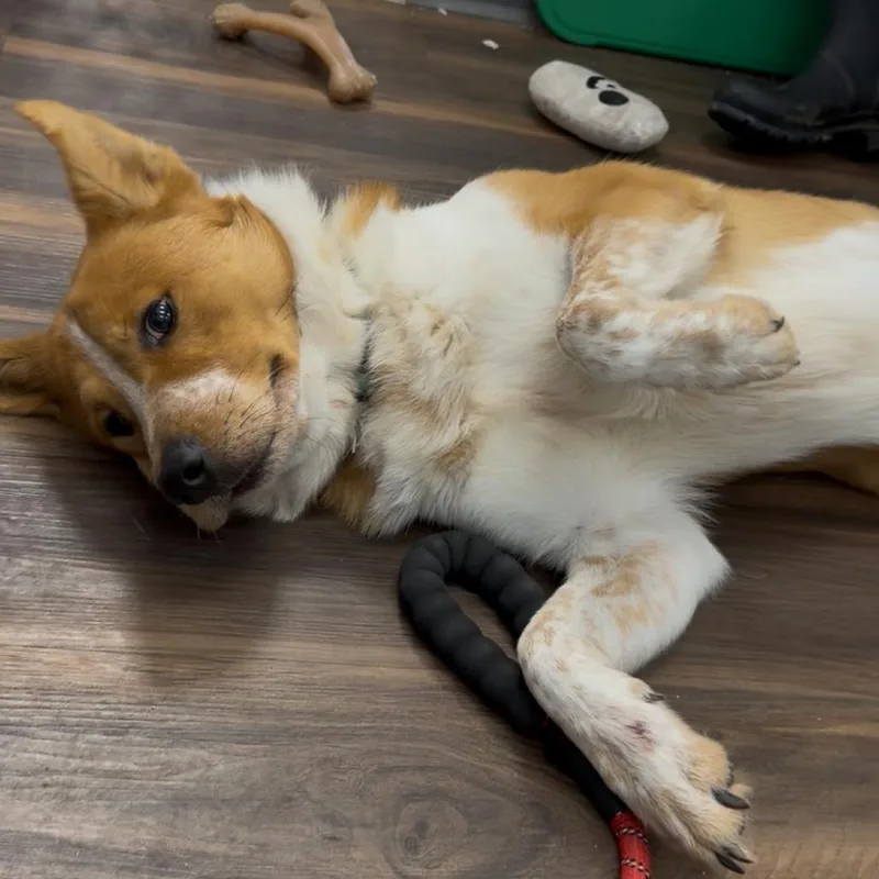 An adult medium-sized male Mixed Breed dog named Dax for adoption in Jeffersonville, IN