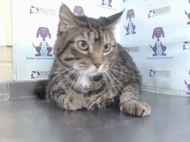 A senior small-sized male Domestic Short Hair cat named Toby for adoption in Orlando, FL