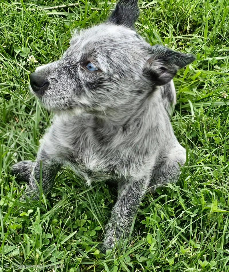 A baby medium-sized female Australian Cattle Dog / Blue Heeler dog named Puppy Oreo for adoption in Franklin, TN