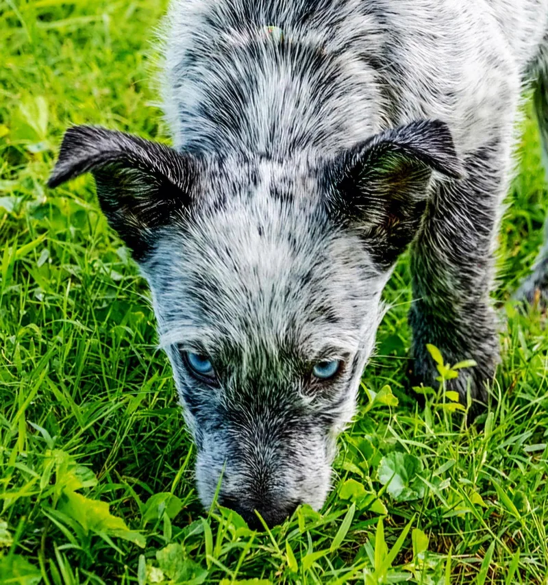 Puppy Oreo thumbnail 2