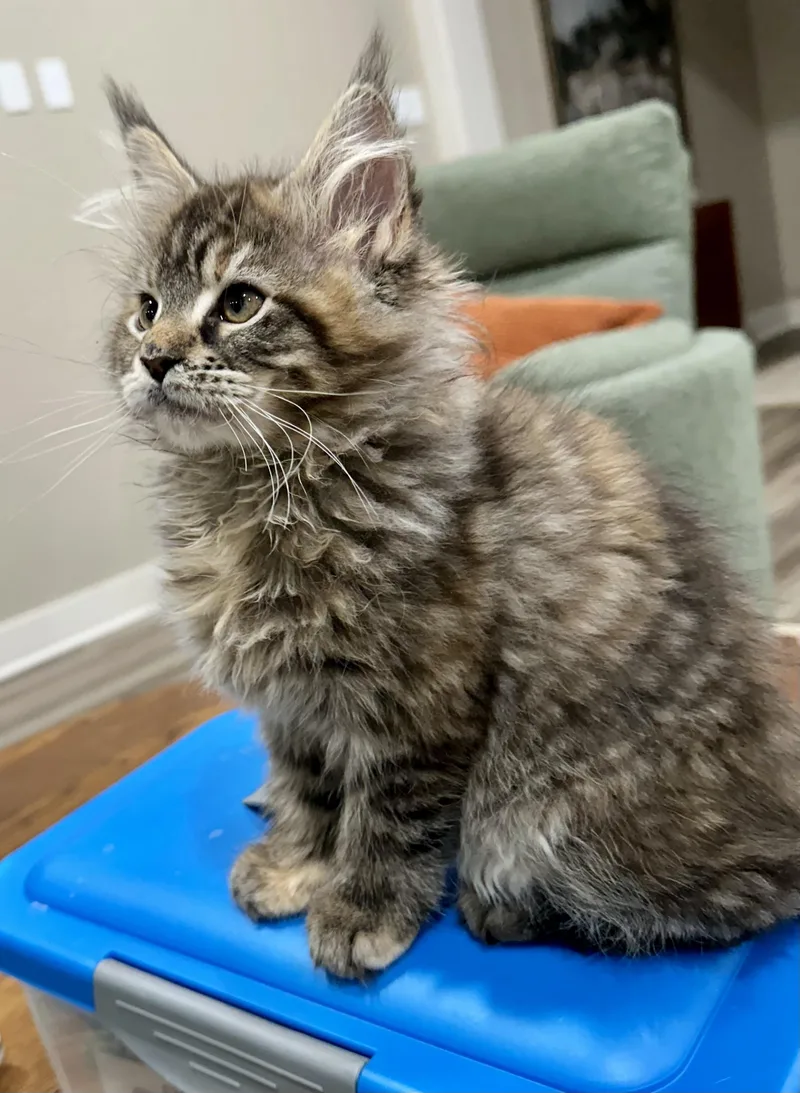 A baby small-sized female Tabby (Brown / Chocolate) Maine Coon cat named Shirley  North Conroe for adoption in Spring, TX