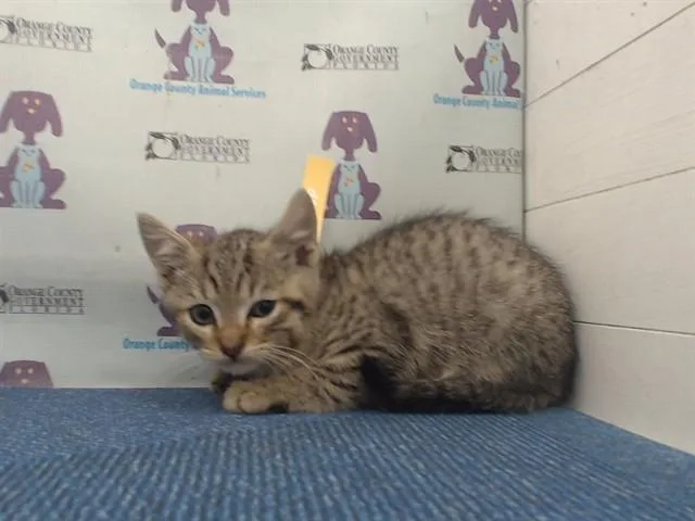 A baby small-sized male Domestic Short Hair cat named Snap for adoption in Orlando, FL