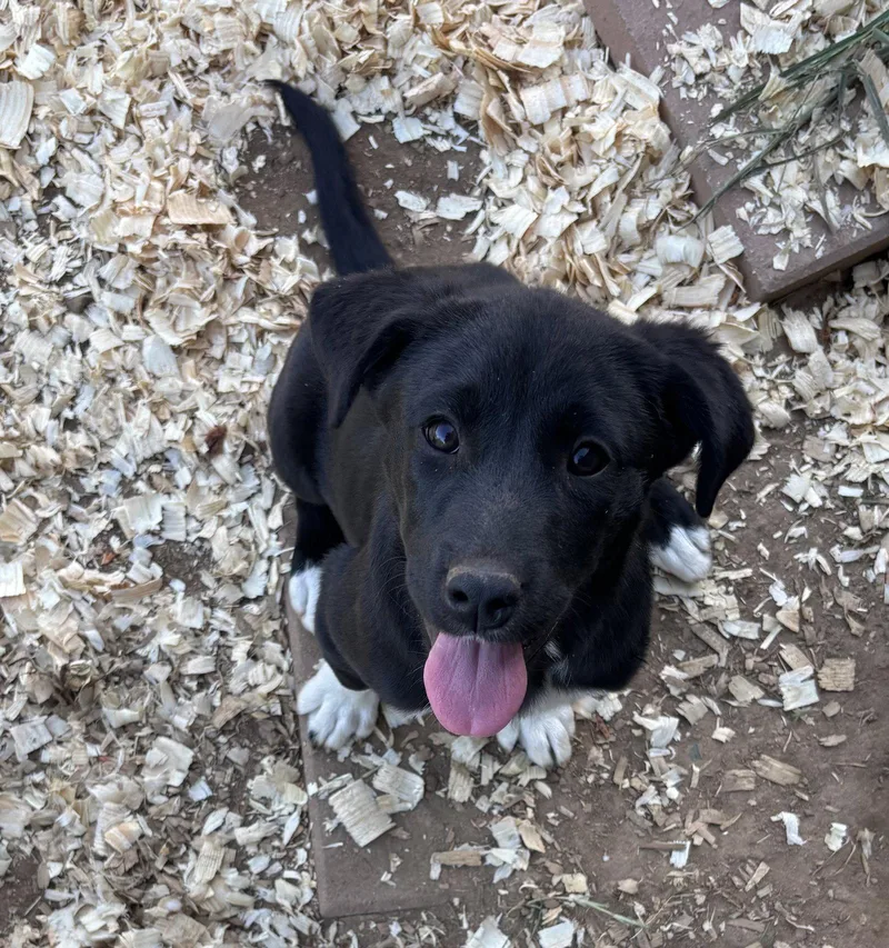 Ivy  Months Female