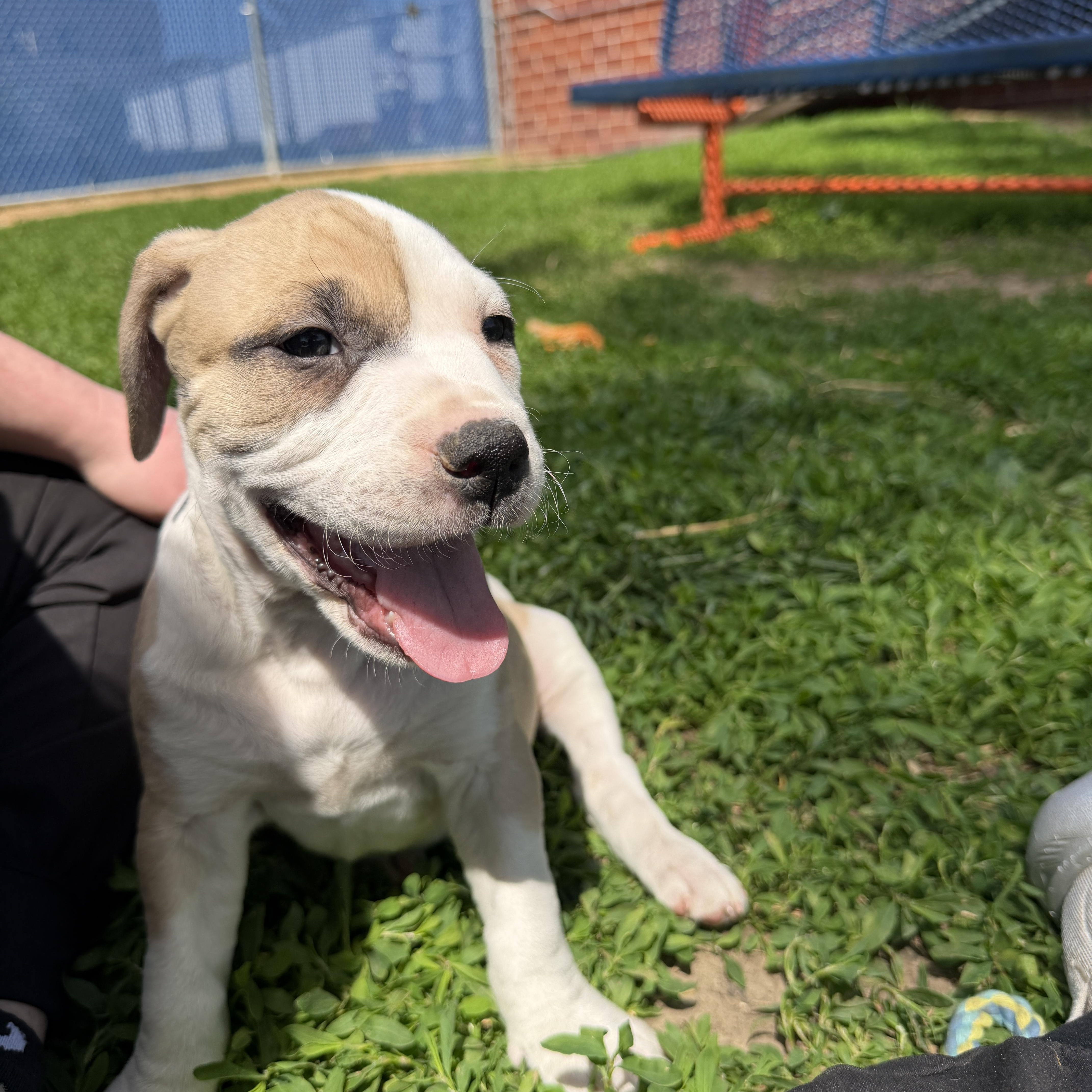 A baby medium-sized male White / Cream Mixed Breed dog named John Laurens for adoption in Des Moines, IA