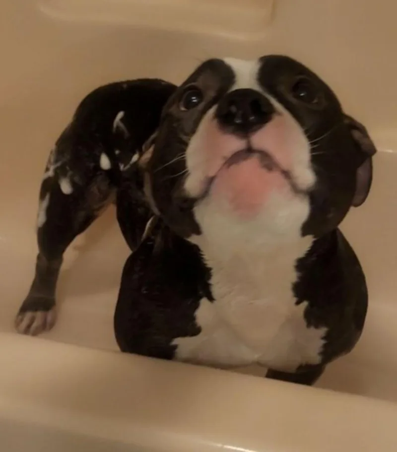 Mr. Bean thumbnail 2