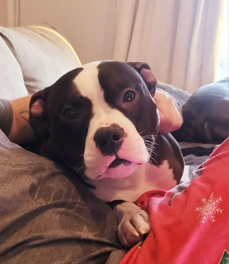 Mr. Bean thumbnail 5