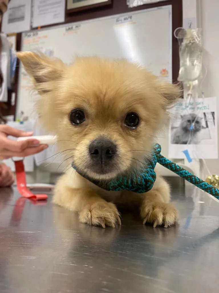 A young small-sized female Pomeranian dog named Flufflebunny for adoption in Fall River, MA