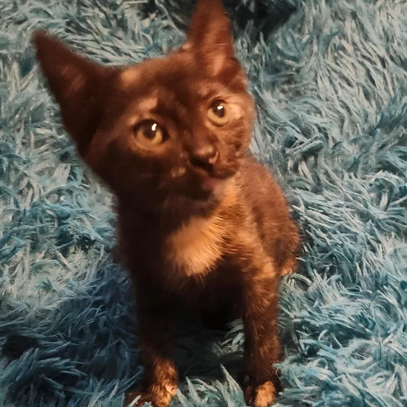 A baby small-sized female Black Domestic Short Hair cat named Franny Joar for adoption in Tallahassee, FL