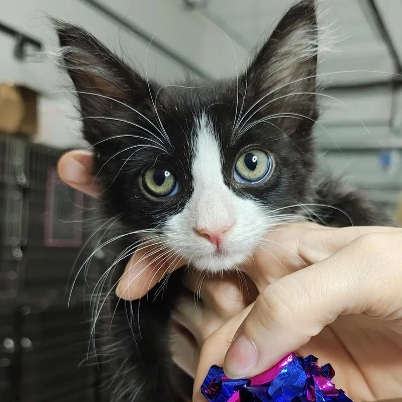 A young medium-sized male Black Domestic Short Hair cat named Oblina for adoption in Parkland, FL
