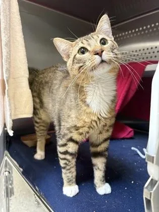 An adult large-sized male Brown / Chocolate Domestic Short Hair cat named Tiger's Blood Snow Cone for adoption in Kansas City, MO