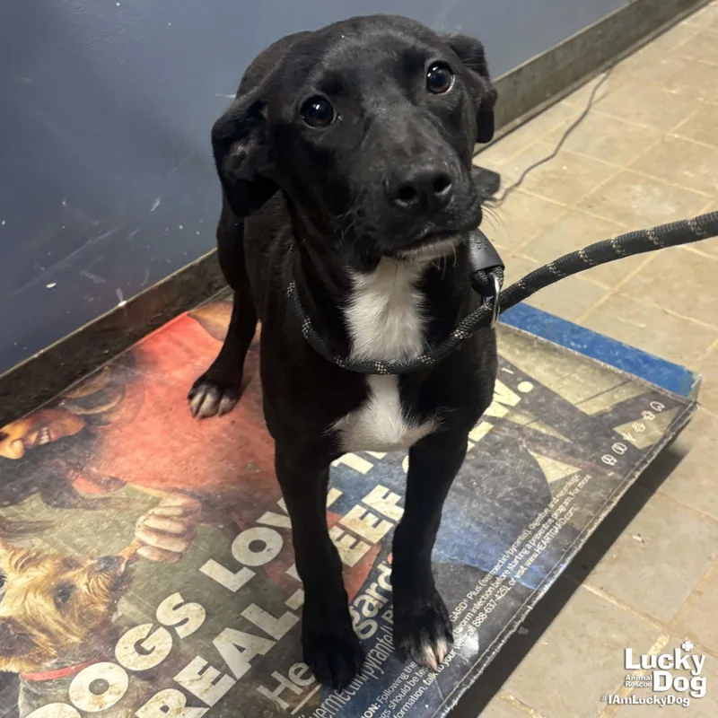 A baby medium-sized female Labrador Retriever dog named Analyst for adoption in Washington, DC