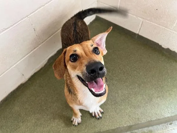 An adult medium-sized female Basset Hound dog named Butternut for adoption in Fort Davis, TX