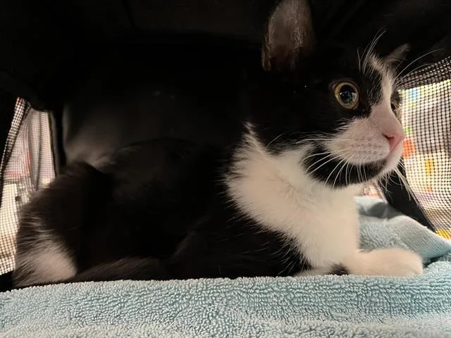 A baby small-sized male Domestic Short Hair cat named Vader for adoption in Albuquerque, NM