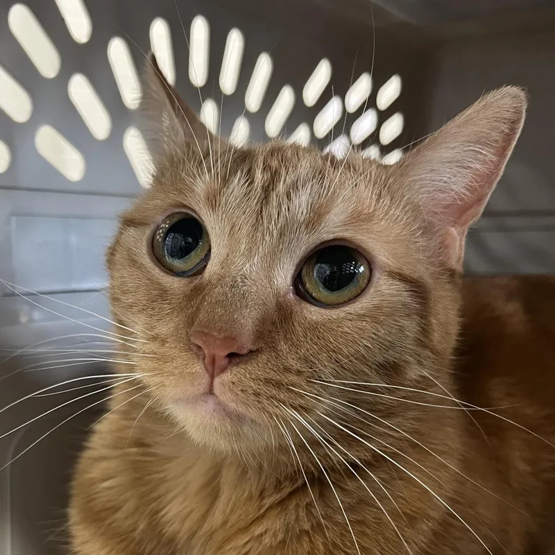 An adult medium-sized female Orange / Red Domestic Short Hair cat named Dolly Parton for adoption in Dearborn, MI