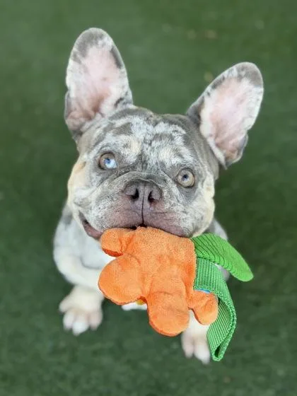 A young small-sized female Merle (Blue) French Bulldog dog named Miss Apple Bottomjeans for adoption in Sacramento, CA