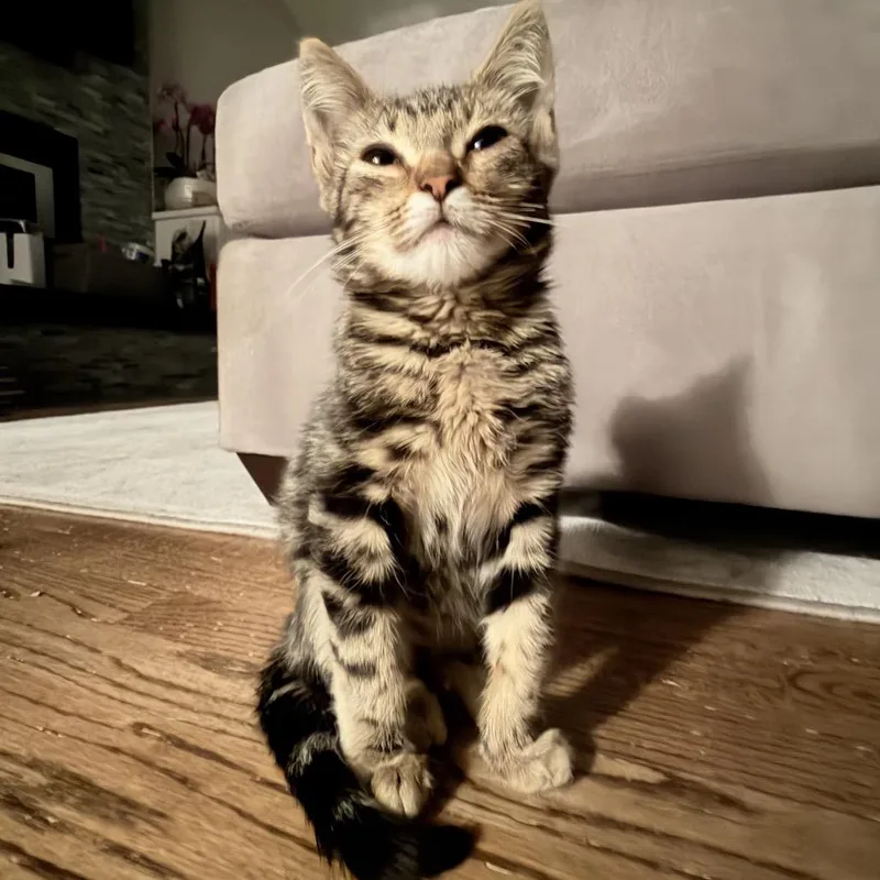 A baby small-sized male Brown / Chocolate Domestic Short Hair cat named Mr Meh for adoption in Point Richmond, CA