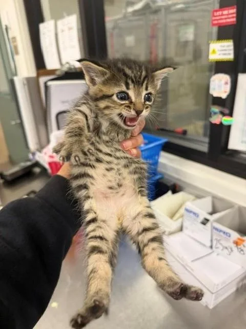 A baby small-sized male Domestic Short Hair cat named Pete for adoption in Santa Maria, CA