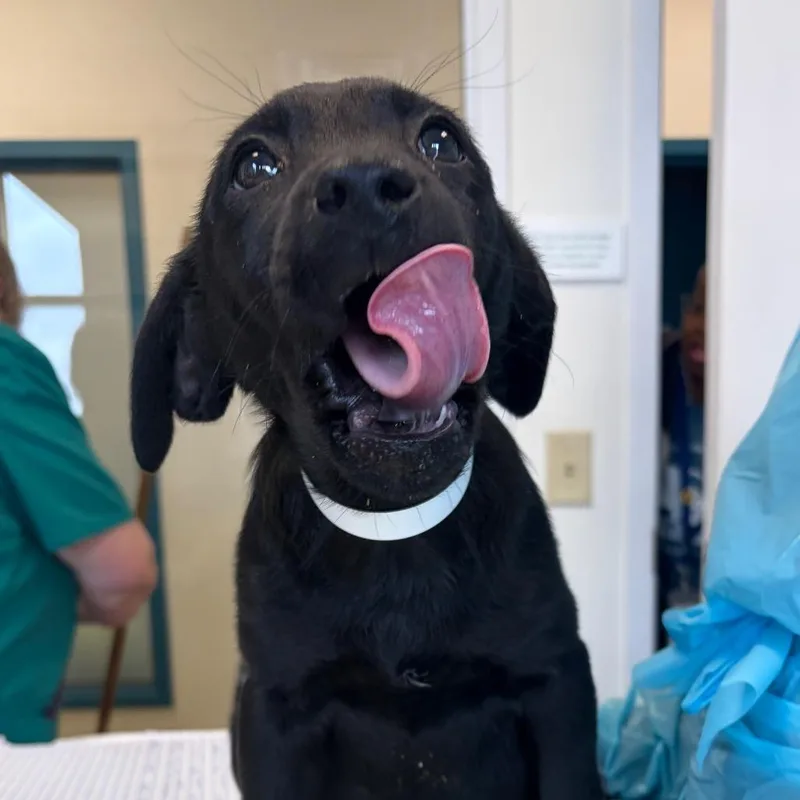 A baby small-sized male Black Terrier dog named Cullen for adoption in Nashville, TN