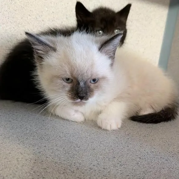 A baby small-sized female Cream / Ivory Domestic Short Hair cat named Colby for adoption in Greenville, PA