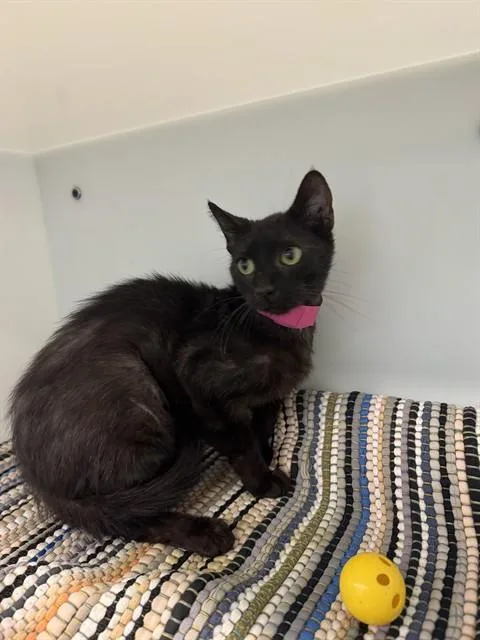 A young small-sized female Domestic Short Hair cat named Gnat for adoption in Peoria, IL