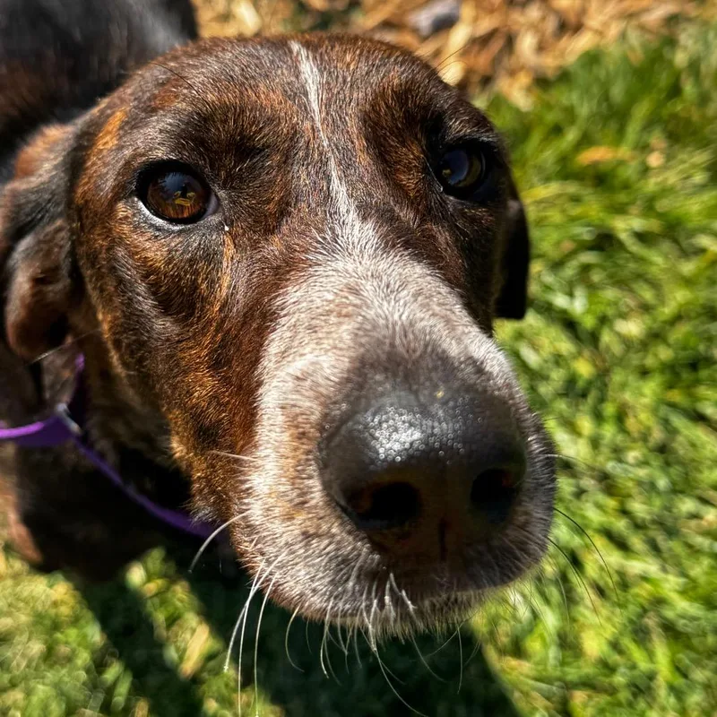 An adult medium-sized female Brindle Mixed Breed dog named Hot Honey for adoption in Wheeling, IL