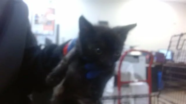 A baby small-sized female Domestic Short Hair cat named Lainey for adoption in Miami, FL