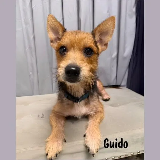 An adult small-sized male Bicolor Terrier dog named Guido for adoption in Shreveport, LA