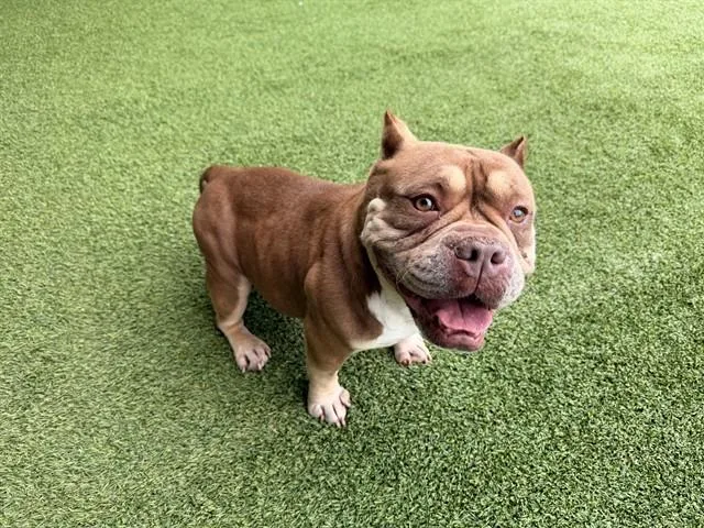 An adult medium-sized female American Bulldog dog named Lica for adoption in Garland, TX