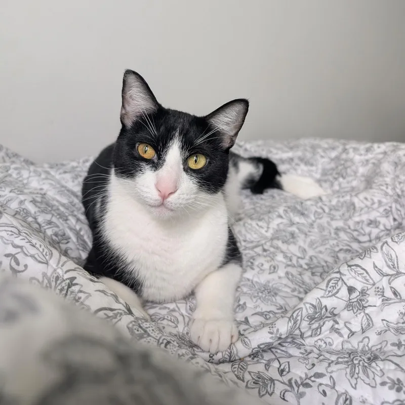 Freddie thumbnail 2