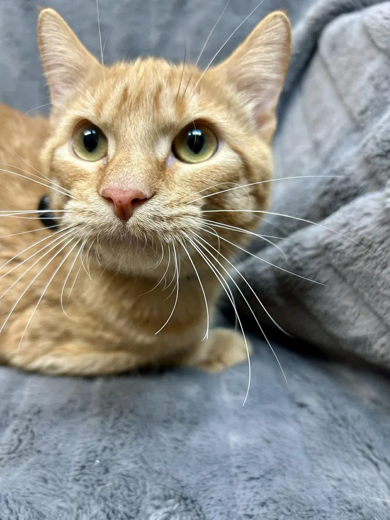 A baby medium-sized male Tabby (Orange / Red) Domestic Short Hair cat named Jinu for adoption in Alexandria, MN