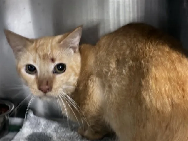 A young medium-sized male Domestic Short Hair cat named Aries for adoption in Fort Lauderdale, FL