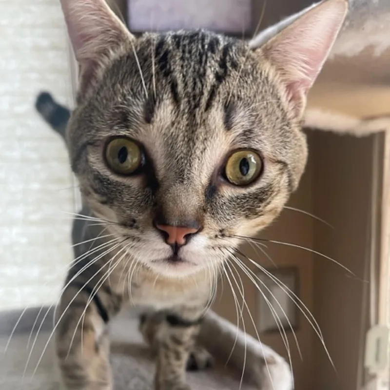 Cappucino thumbnail 2