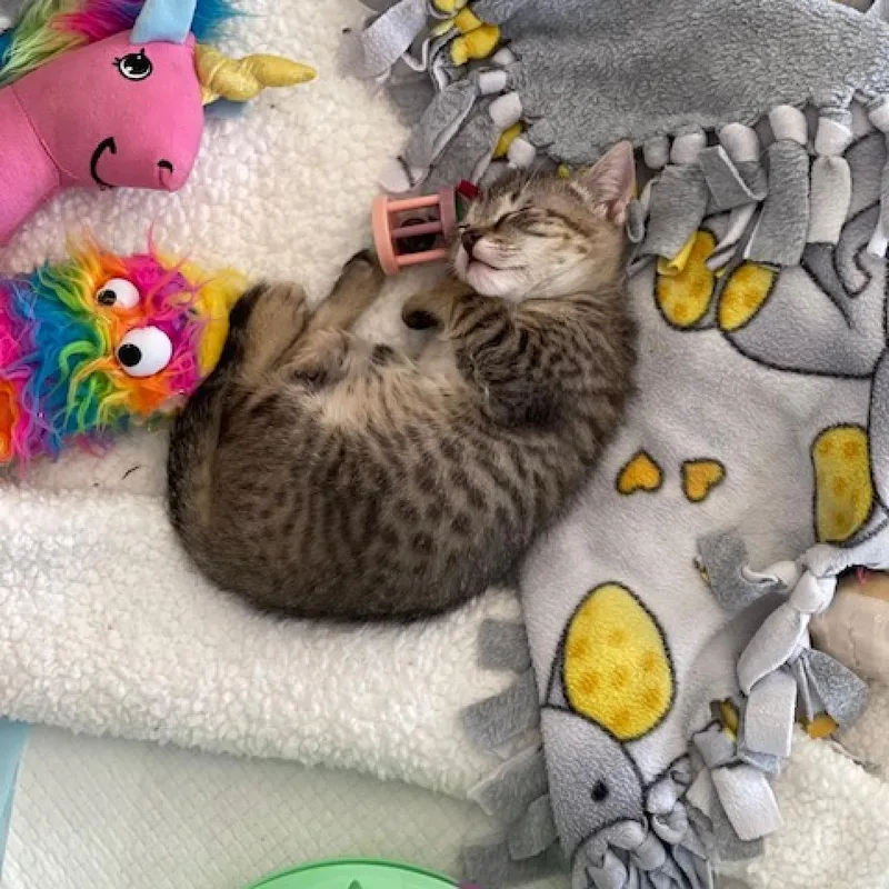 Cappucino thumbnail 3