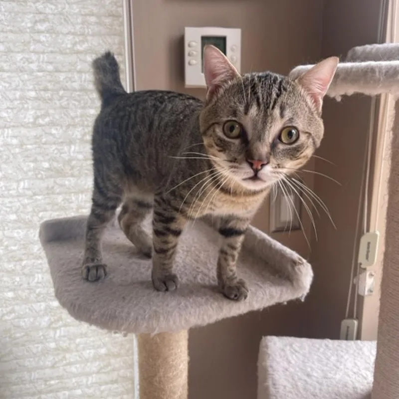 Cappucino thumbnail 4