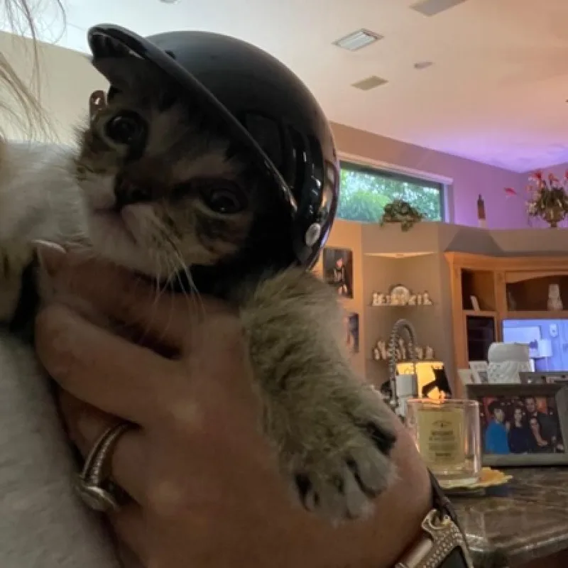 Cappucino thumbnail 6