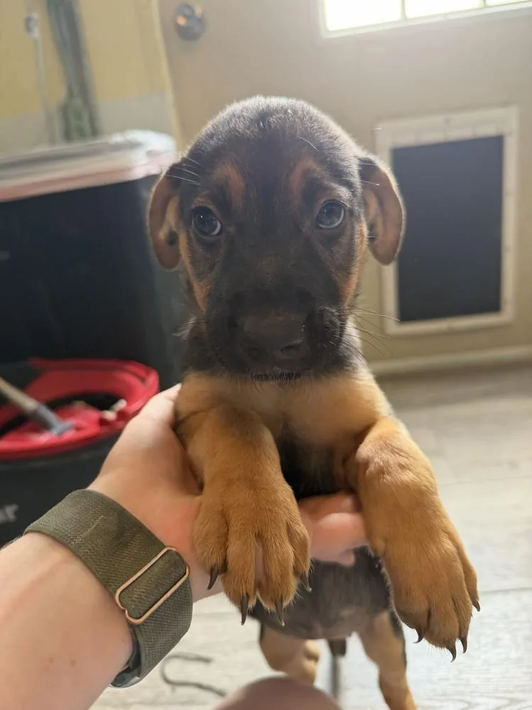 A baby small-sized female Brown / Chocolate American Bulldog dog named Koda yellow for adoption in Lakeland, FL