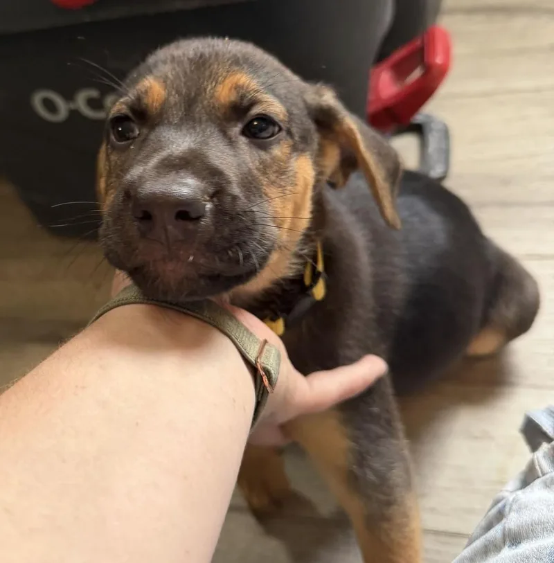 Koda  yellow thumbnail 3