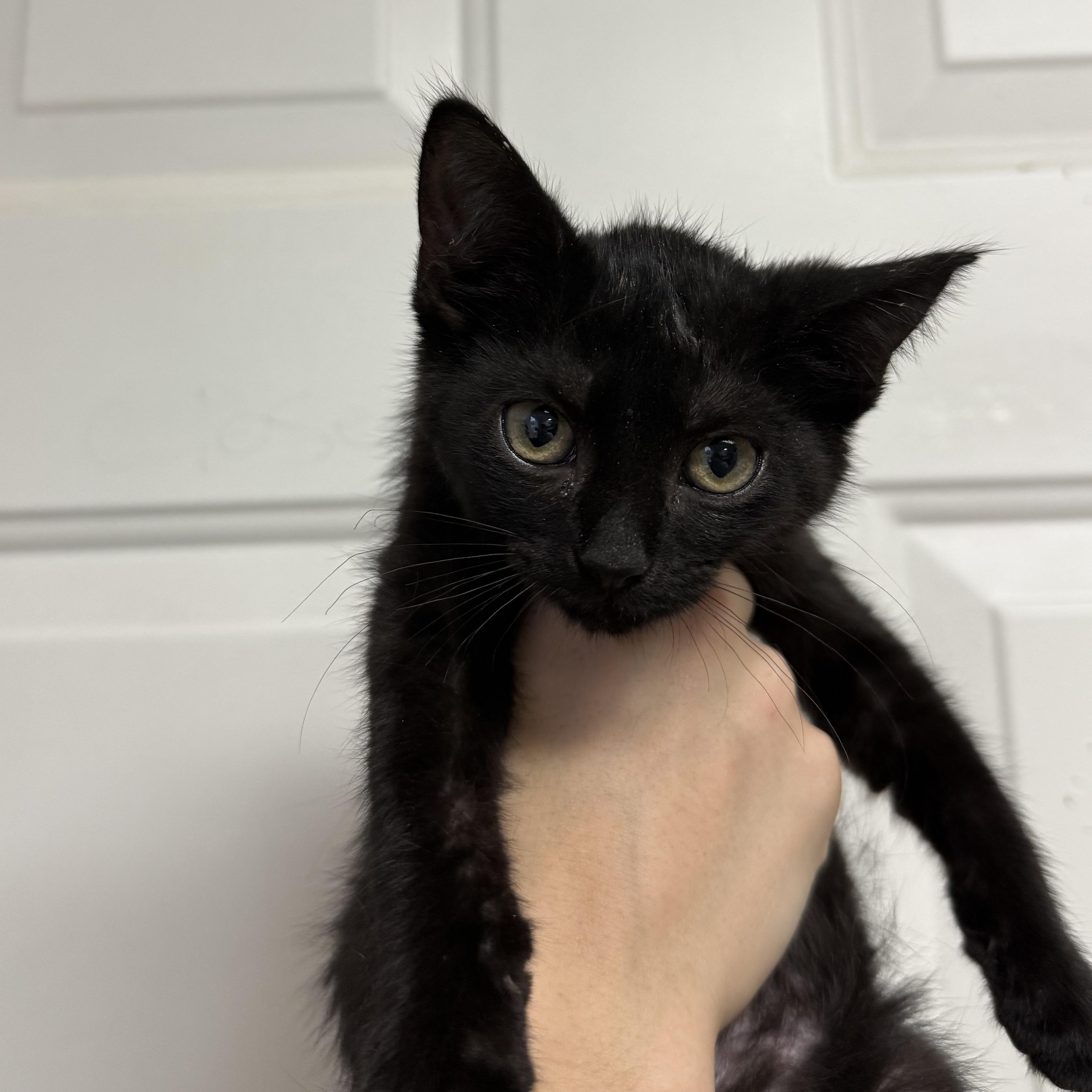 A baby medium-sized female Domestic Short Hair cat named Lilypad for adoption in Columbia, SC