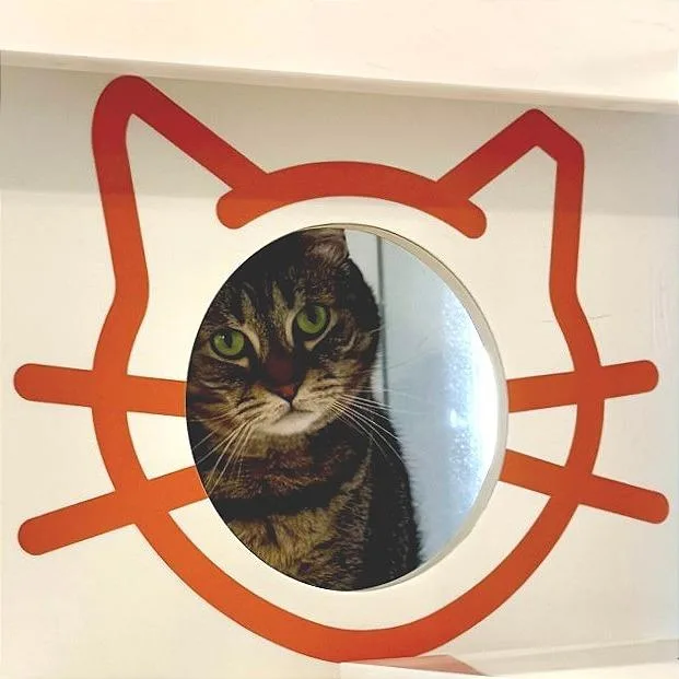 An adult medium-sized female Domestic Short Hair cat named Barb for adoption in Los Angeles, CA