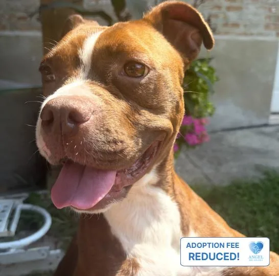 A young medium-sized female Bicolor Pit Bull Terrier dog named Gossamer for adoption in Naperville, IL
