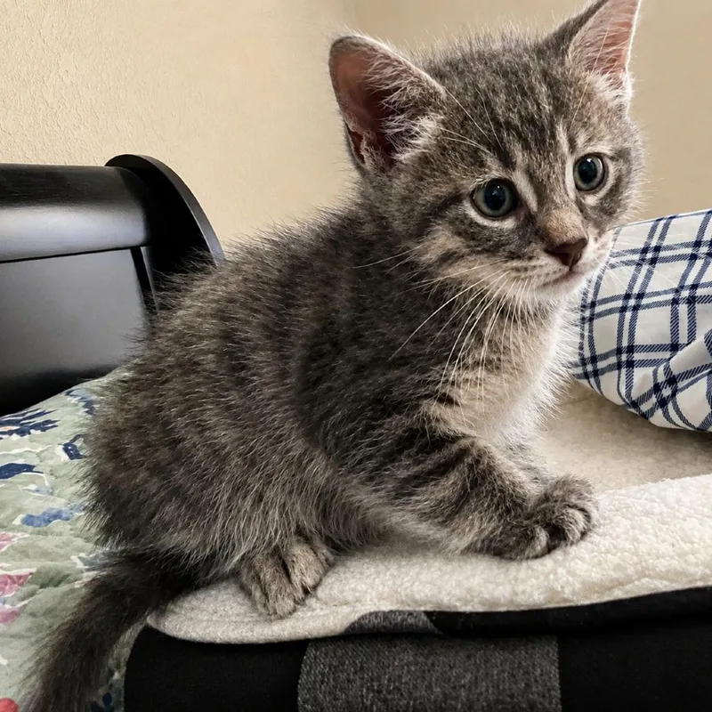 A baby small-sized male Gray / Blue / Silver Domestic Short Hair cat named Joel Samuel for adoption in Houston, TX