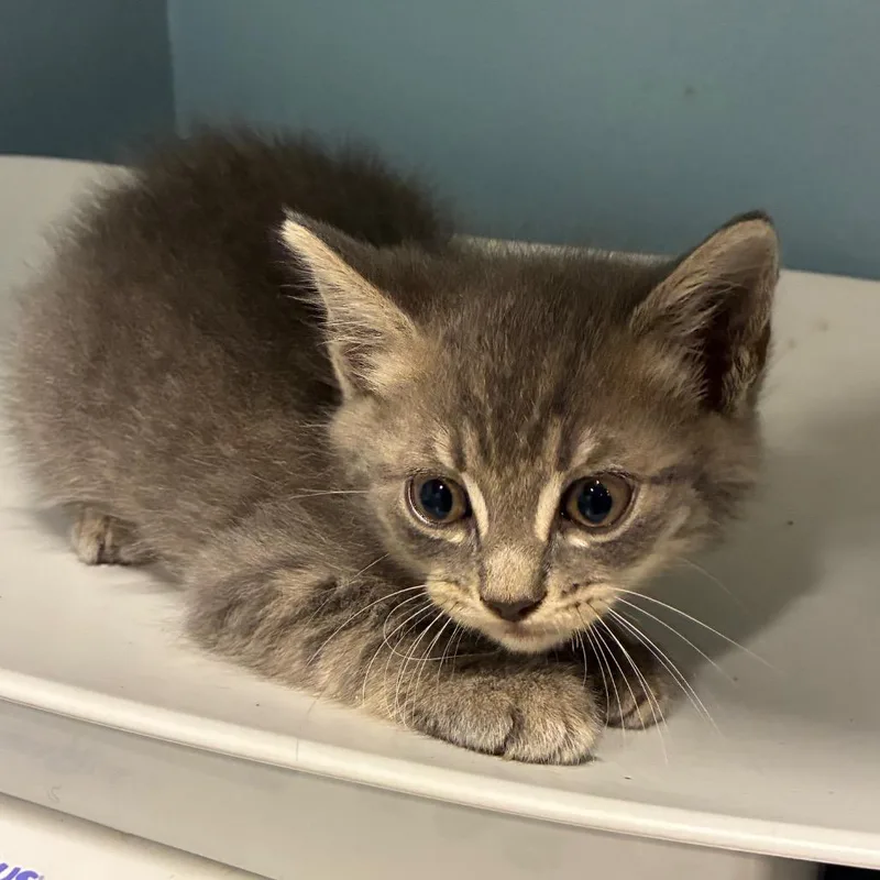 A baby small-sized male Gray / Blue / Silver Domestic Medium Hair cat named Rocky for adoption in Chattanooga, TN