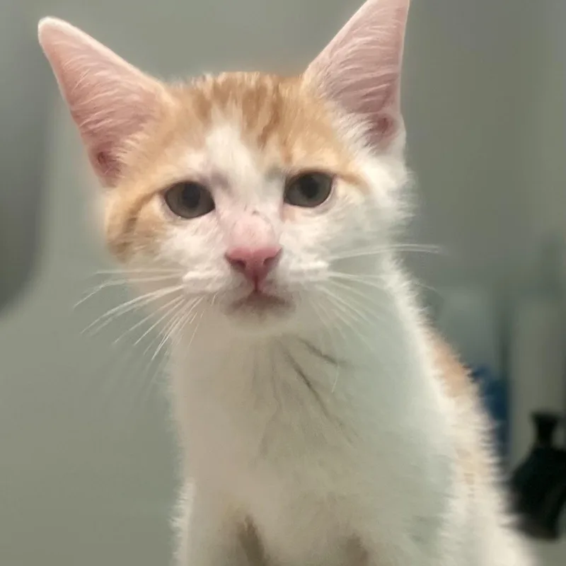 A baby medium-sized male Orange & White Domestic Short Hair cat named Blake for adoption in High View, WV