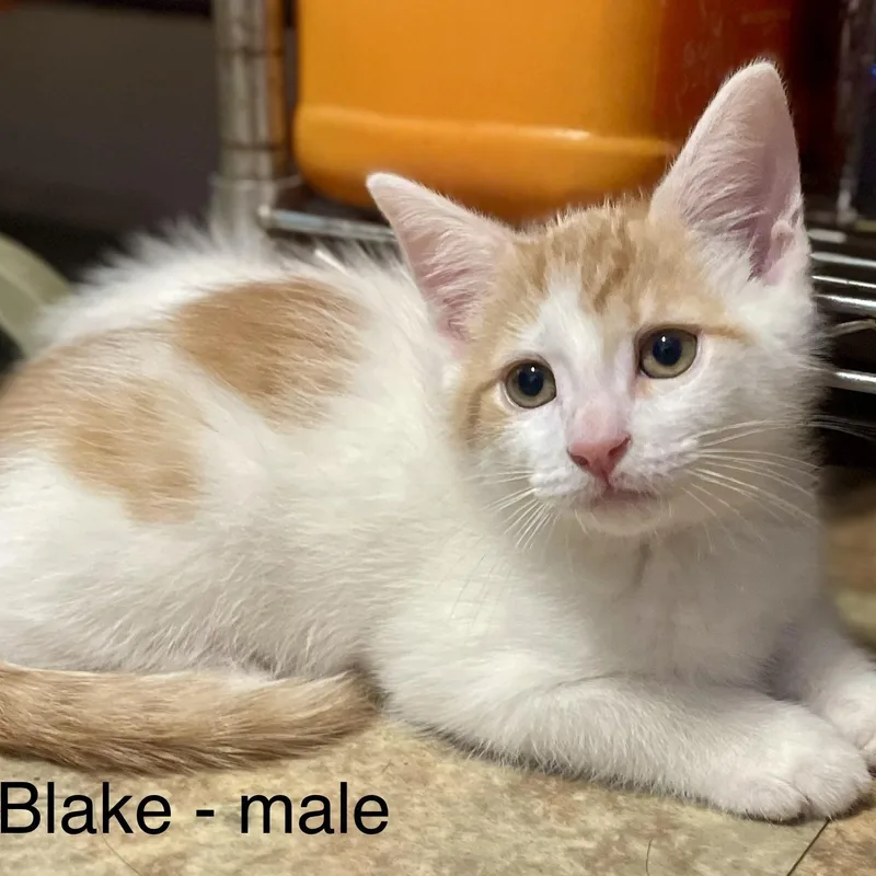 Blake thumbnail 3