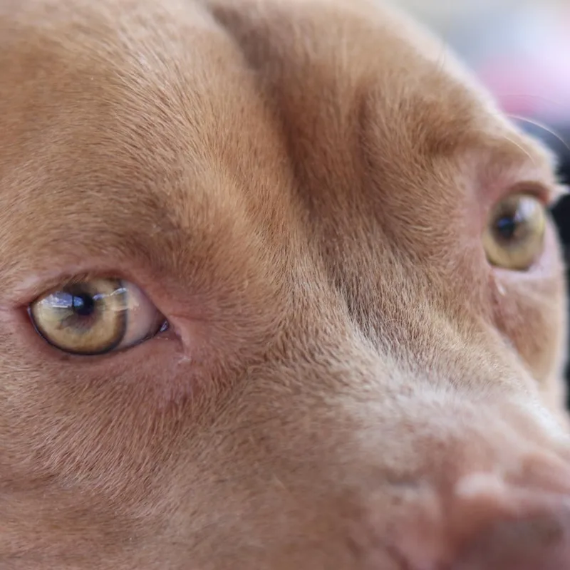 An adult medium-sized female Mixed Breed dog named Shakira for adoption in Columbiana, AL
