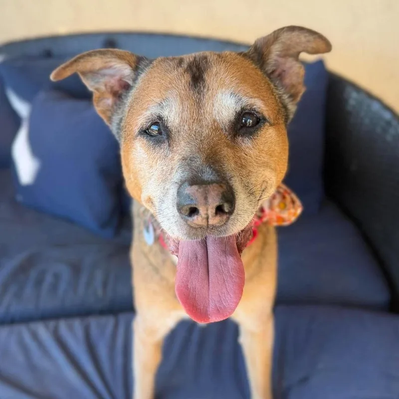 A senior large-sized male Labrador Retriever dog named Hurley for adoption in Ramona, CA