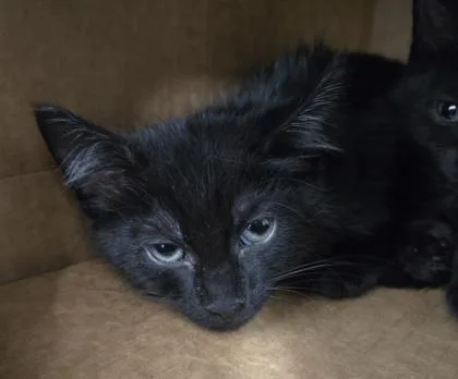 A baby small-sized male Domestic Short Hair cat named Blue Collar for adoption in Cumming, GA