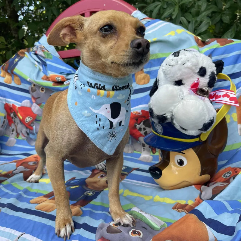 An adult small-sized female Chihuahua dog named Sophie for adoption in Sebring, FL