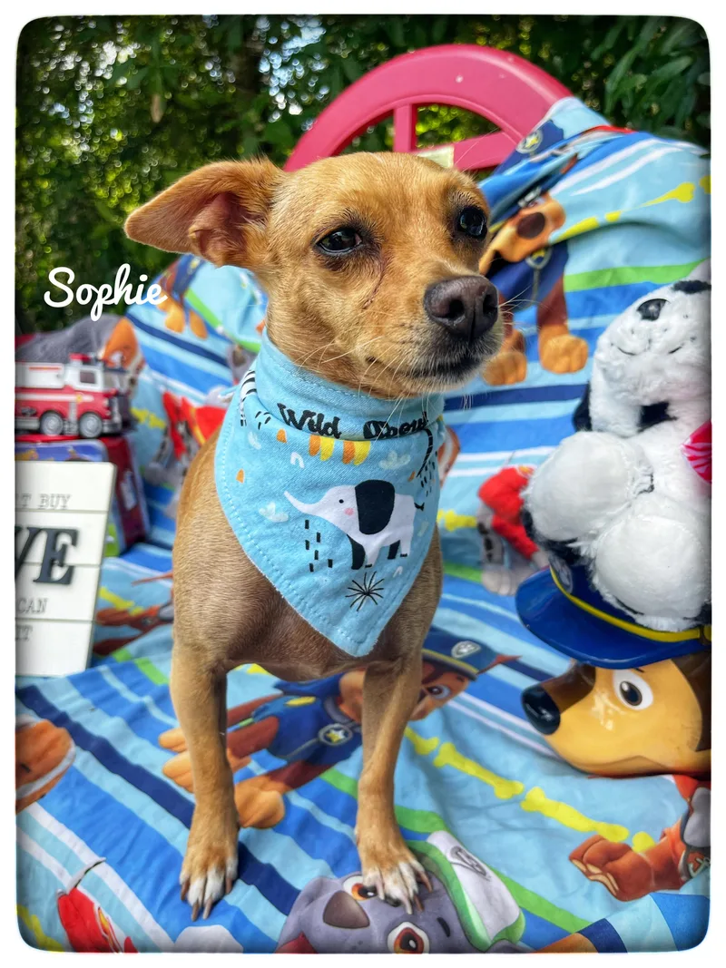 Sophie thumbnail 2