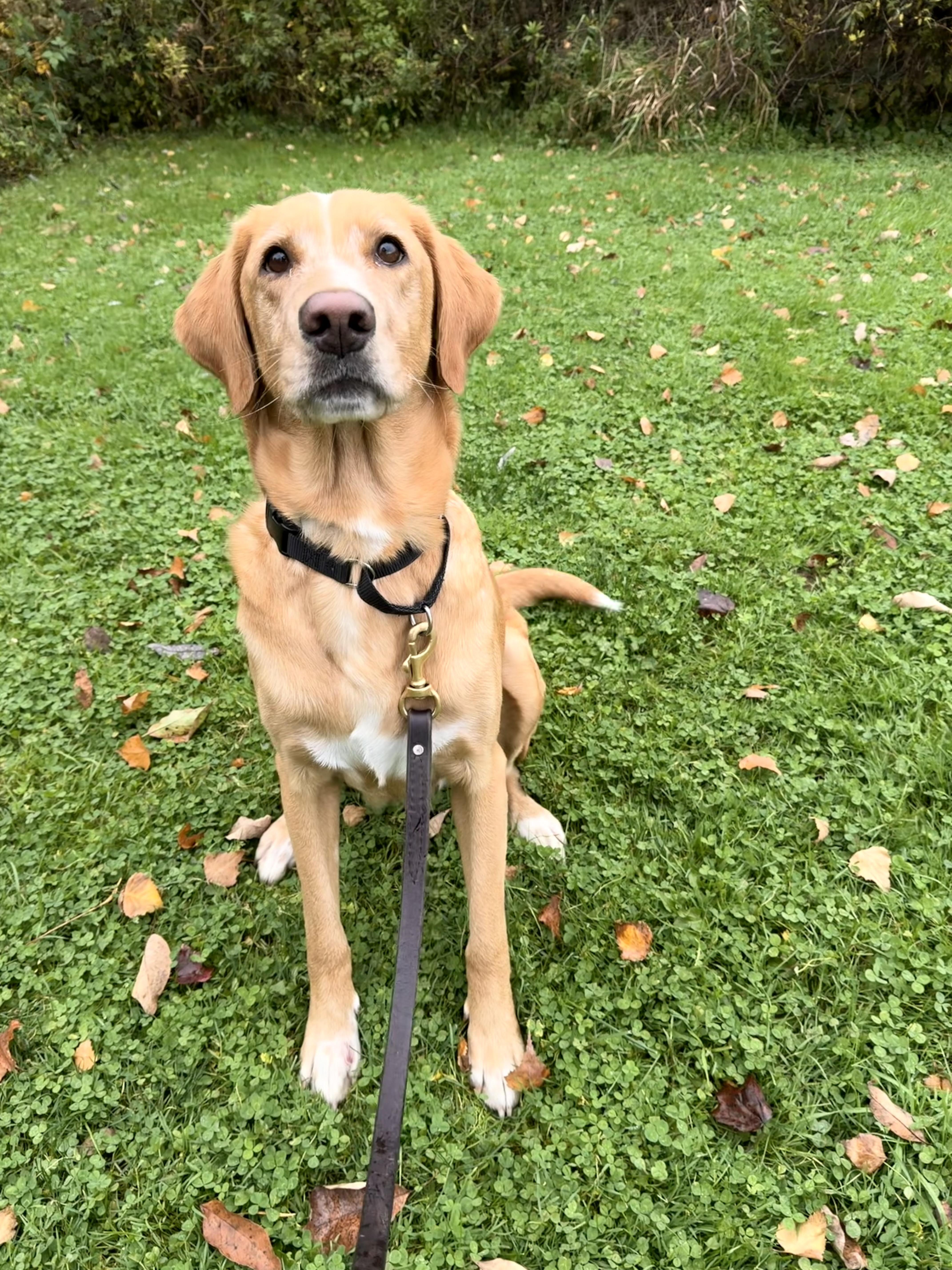 An adult medium-sized female Mixed Breed dog named Kiva for adoption in Honesdale, PA